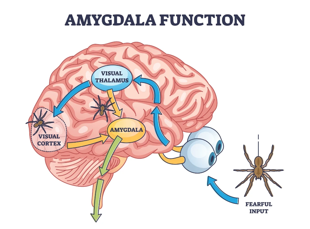 Diagrama de la amígdala cerebral y la respuesta de miedo